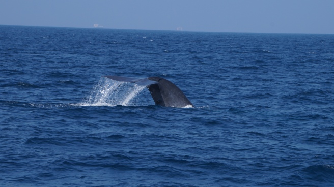 whale_watching_whale.JPG